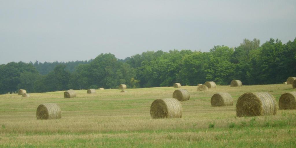 Gospodarstwo Agroturystyczne Lesniczowka Lubin  ภายนอก รูปภาพ